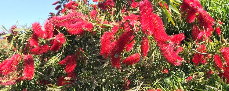 online-marketing-in-Adelaide-spring-bottlebrush-scene