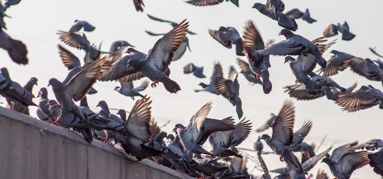 Pigeons Overestimating the Nuisance Factor